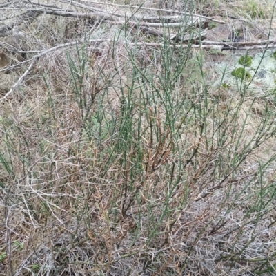 Discaria pubescens (Australian Anchor Plant) at Bullen Range - 2 Aug 2016 by LukeMcElhinney