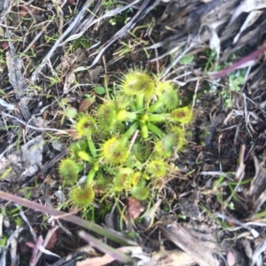 Drosera sp. at Majura, ACT - 4 Aug 2016 02:09 PM