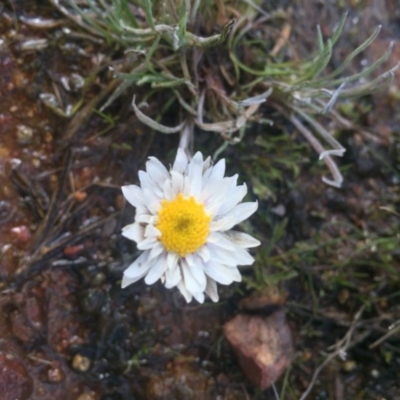 Leucochrysum albicans subsp. tricolor (Hoary Sunray) at Majura, ACT - 4 Aug 2016 by AaronClausen