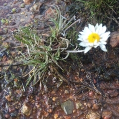 Leucochrysum albicans subsp. tricolor at Majura, ACT - 4 Aug 2016 02:10 PM