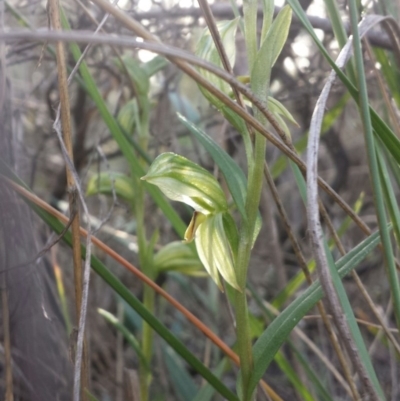 Bunochilus umbrinus (ACT) = Pterostylis umbrina (NSW) (Broad-sepaled Leafy Greenhood) at Point 5821 by MattM