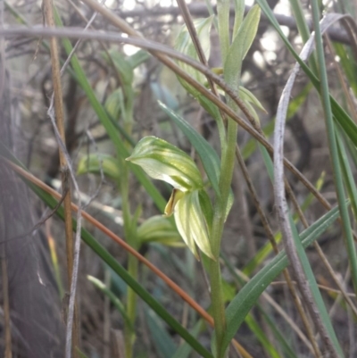 Bunochilus umbrinus (Broad-sepaled Leafy Greenhood) at Acton, ACT - 4 Aug 2016 by MattM