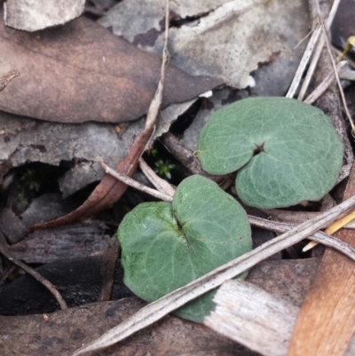 Acianthus sp. (Mayflower Orchid) at Acton, ACT - 4 Aug 2016 by MattM