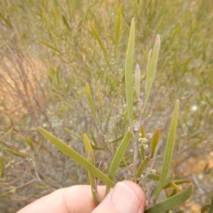 Acacia dawsonii at Majura, ACT - 4 Aug 2016