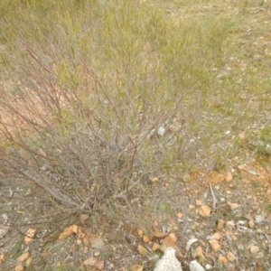 Acacia dawsonii at Majura, ACT - 4 Aug 2016