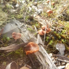 Laccaria sp. (Laccaria) at Majura, ACT - 4 Aug 2016 by MichaelMulvaney