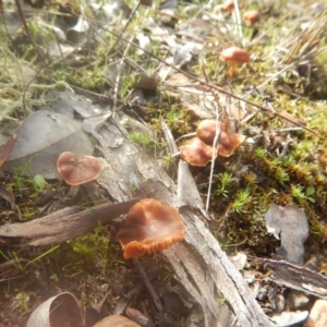 Laccaria sp. at Majura, ACT - 4 Aug 2016 11:48 AM