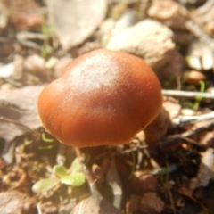 Laccaria sp. at Majura, ACT - 4 Aug 2016 11:48 AM