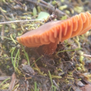 Laccaria sp. at Majura, ACT - 4 Aug 2016 11:48 AM