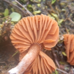 Laccaria sp. at Majura, ACT - 4 Aug 2016 11:48 AM