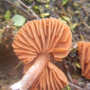 Laccaria sp. at Majura, ACT - 4 Aug 2016 11:48 AM