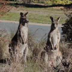 Macropus giganteus (Eastern Grey Kangaroo) at Conder, ACT - 3 Aug 2016 by MichaelBedingfield