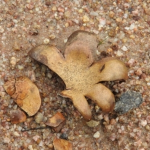 Scleroderma sp. at Paddys River, ACT - 26 Jun 2016