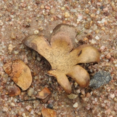 Scleroderma sp. (Scleroderma) at Paddys River, ACT - 26 Jun 2016 by ArcherCallaway