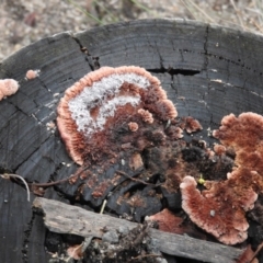 Rhodofomitopsis lilacinogilva complex (Lilac Shelf Fungus) at Tidbinbilla Nature Reserve - 26 Jun 2016 by RyuCallaway