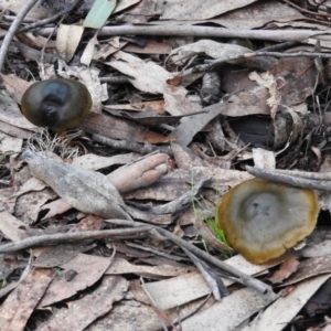 Cortinarius austrovenetus at Paddys River, ACT - 26 Jun 2016 03:47 PM