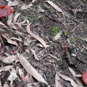 Dermocybe sp. at Paddys River, ACT - 26 Jun 2016 03:49 PM