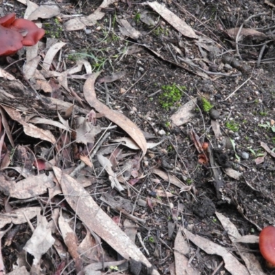 Dermocybe sp. (Dermocybe) at Paddys River, ACT - 26 Jun 2016 by RyuCallaway