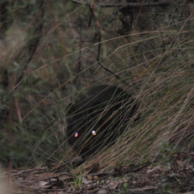 Potorous tridactylus (Long-nosed Potoroo) at Paddys River, ACT - 26 Jun 2016 by RyuCallaway