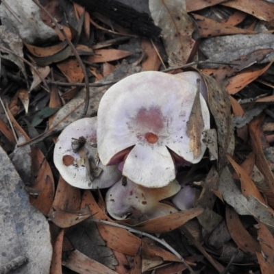 Cortinarius sp. (Cortinarius) at Paddys River, ACT - 26 Jun 2016 by RyuCallaway