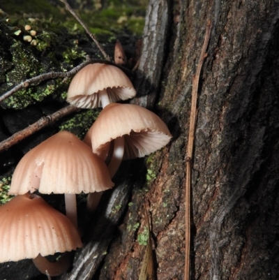 Mycena sp. (Mycena) at Paddys River, ACT - 26 Jun 2016 by RyuCallaway