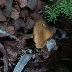 Inocybe sp. at Fadden, ACT - 29 Jun 2016