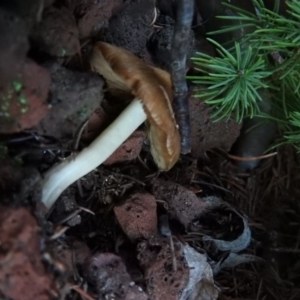 Inocybe sp. at Fadden, ACT - 29 Jun 2016 04:16 PM