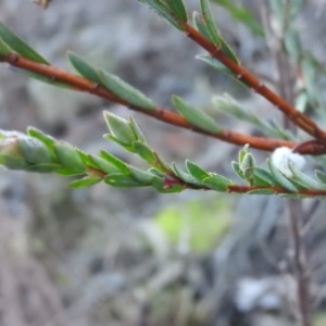 Pimelea linifolia subsp. linifolia at Fadden, ACT - 2 Jul 2016 08:20 AM