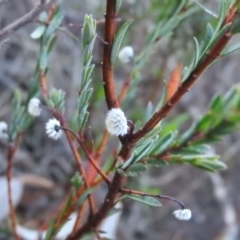 Pimelea linifolia subsp. linifolia at Fadden, ACT - 2 Jul 2016