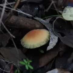 Hypholoma sp. (Hypholoma) at Fadden, ACT - 3 Jul 2016 by ArcherCallaway