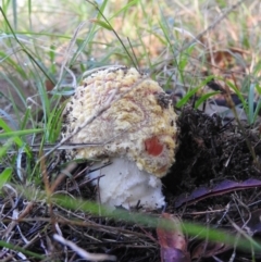 Amanita muscaria (Fly Agaric) at Fadden, ACT - 2 Jul 2016 by RyuCallaway