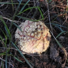 Amanita muscaria at Fadden, ACT - 3 Jul 2016