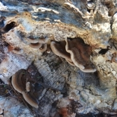 Trametes sp. at Fadden, ACT - 3 Jul 2016 by ArcherCallaway