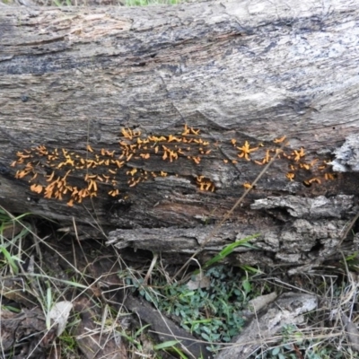 Calocera sp. (A stagshorn fungus) at Symonston, ACT - 4 Jul 2016 by ArcherCallaway