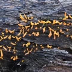 Calocera sp. at Symonston, ACT - 4 Jul 2016 08:07 AM