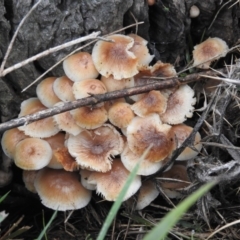 zz agaric (stem; gills white/cream) at Symonston, ACT - 4 Jul 2016 by ArcherCallaway