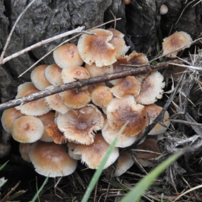 zz agaric (stem; gills white/cream) at Symonston, ACT - 4 Jul 2016 by RyuCallaway