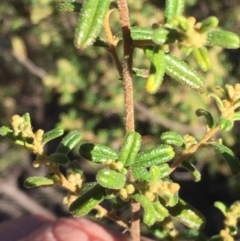 Pomaderris angustifolia (Pomaderris) at Banks, ACT - 4 Aug 2016 by jackfrench