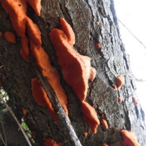 Trametes coccinea at Symonston, ACT - 4 Jul 2016