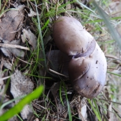 Lepista nuda (Wood Blewit) at Symonston, ACT - 4 Jul 2016 by ArcherCallaway