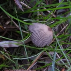 Coprinellus etc. (An Inkcap) at Fadden, ACT - 4 Jul 2016 by ArcherCallaway