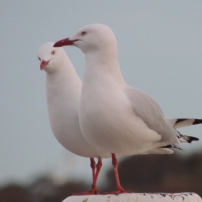 Chroicocephalus novaehollandiae (Silver Gull) at Parkes, ACT - 30 Jul 2016 by MichaelBedingfield
