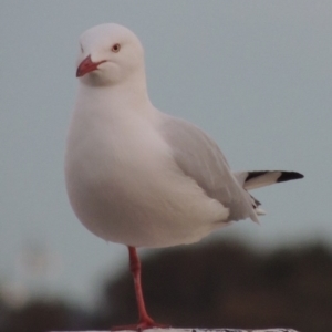 Chroicocephalus novaehollandiae at Parkes, ACT - 30 Jul 2016