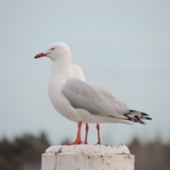 Chroicocephalus novaehollandiae at Parkes, ACT - 30 Jul 2016