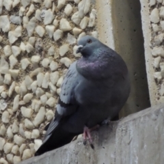 Columba livia (Rock Dove (Feral Pigeon)) at Commonwealth & Kings Parks - 30 Jul 2016 by michaelb