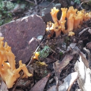 Ramaria sp. at Paddys River, ACT - 4 Aug 2016 12:16 PM