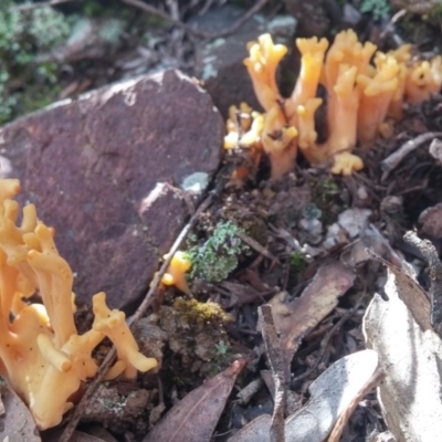 Ramaria sp. (A Coral fungus) at Paddys River, ACT - 4 Aug 2016 by NickWilson