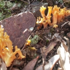 Ramaria sp. (genus) at Paddys River, ACT - 4 Aug 2016 12:16 PM