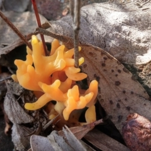 Ramaria sp. at Paddys River, ACT - 4 Aug 2016 12:16 PM