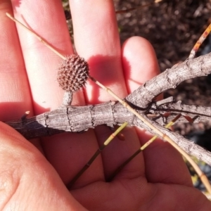 Allocasuarina verticillata at Paddys River, ACT - 4 Aug 2016